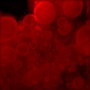 Scalable ImageXpress Confocal HT.ai High-Content Imaging System