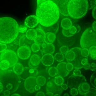 Scalable ImageXpress Confocal HT.ai High-Content Imaging System