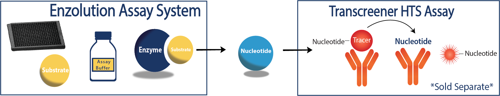 Overview of the Enzolution Assay and Transcreener Assay