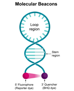Molecular Beacon Probes