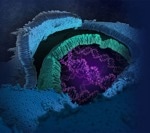 Introducing Fit-for-Purpose Lyophilized PCR Assays