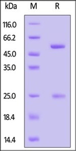 ACROBiosystem's GMP Monoclonal Anti-Human CD3 Antibody (OKT3)