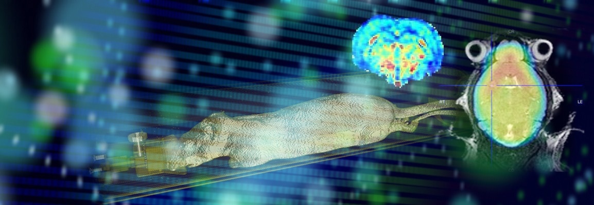 ParaVision 360 preclinical MRI software from Bruker