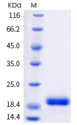 Interleukin-6 (IL-6): Recombinant pro-inflammatory IL-6 and receptors