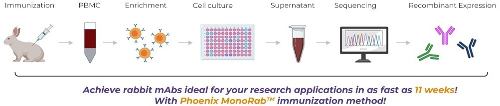 A novel rabbit MonoRab technology