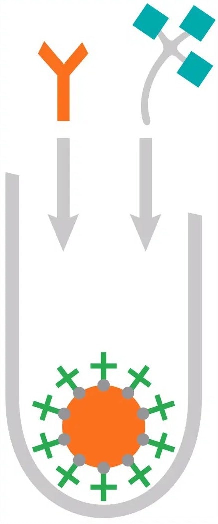 The IMMULITE® 2000/XPi 3gAllergy™–Allergen-specific IgE assay