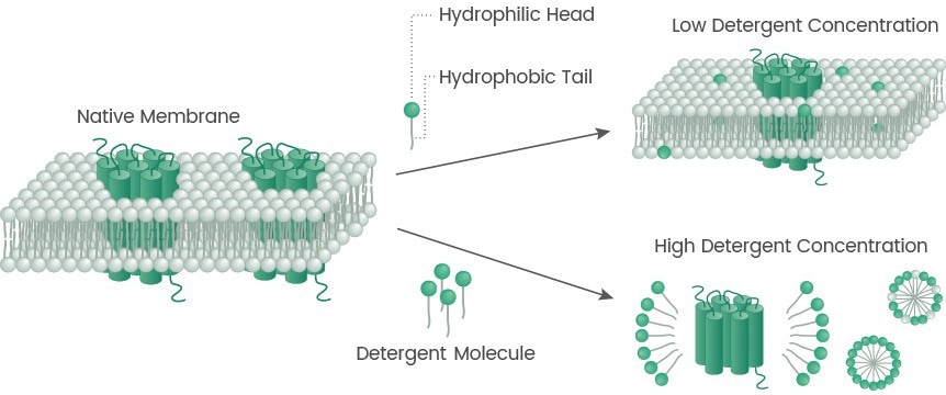 Development platforms: Multi-pass transmembrane proteins