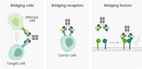MOA of Multispecific Antibodies.