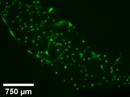TissueFab® bioink Conductive - Vis/405 nm
