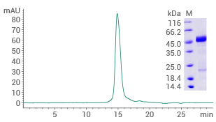 Purity ≥ 90% (SEC-HPLC).