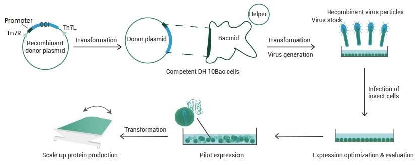 Flowchart of Baculovirus–Insect Cell Recombinant Expression.
