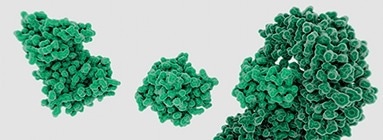 Baculovirus–insect cell expression system for protein delivery