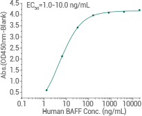 ELISA: Immobilized human TNFRSF17/BCMA protein can bind human Fc-BAFF/Biotin protein (Cat#: 10056-H01H).