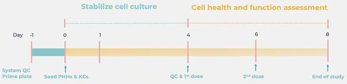Drug-induced liver injury (DILI) in vitro services to predict human hepatotoxicity