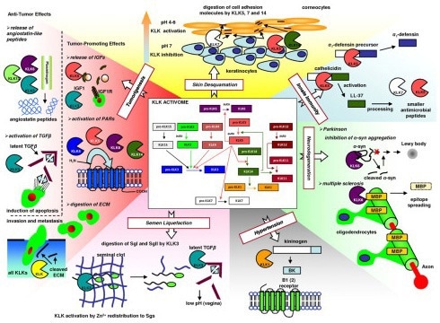 KLK regulation mechanisms in normal physiology and disease states