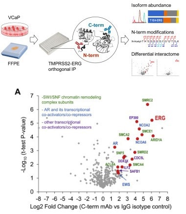 For the interactome studies, antibody isotype controls included: anti-KLK3 rabbit monoclonal antibody (Sino Biological) as an IgG isotype control for EPR3864(2) antibody in the mass-spectrometric analysis.
