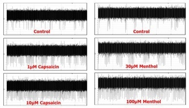 axoCells Sensory Neurons were challenged with capsaicin and menthol at 22 and 27 days respectively. As early as 22 days, 90% of the neurons responded to the capsaicin challenge with increased spike measurements on a multi-electrode array (MEA) platform. Dose responses for both chemicals were observed, demonstrating their value in advanced in vitro models of pain, sensation, and peripheral neurotoxicity.