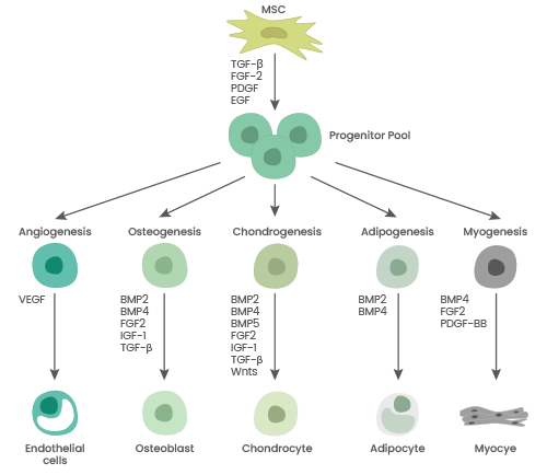 Schematic overview of cytokines involved in NSC differentiation.