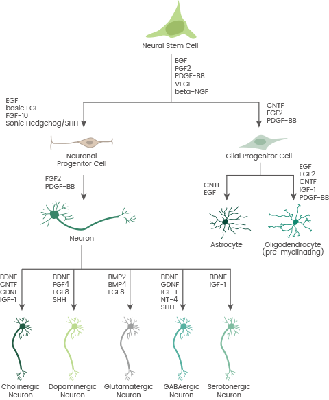 Schematic overview of cytokines involved in NSC differentiation.