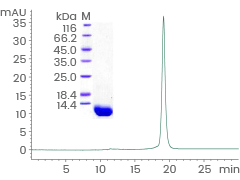 Purity: > 94 % by SDS-PAGE and ≥ 90 % by SEC-HPLC.