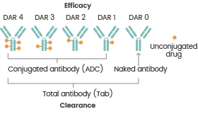 The relationship between DAR values, efficacy, and clearance.