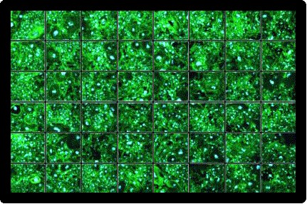 Optimizing cell imaging processes with CellPathfinder