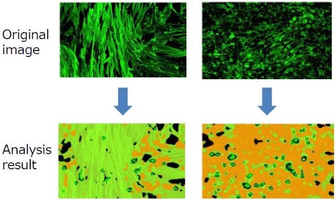 CellVoyager CQ3000: Fast, high-resolution 3D imaging for cell culture