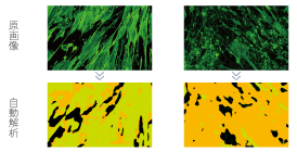 CellVoyager CV8000: For cell-based assay screening