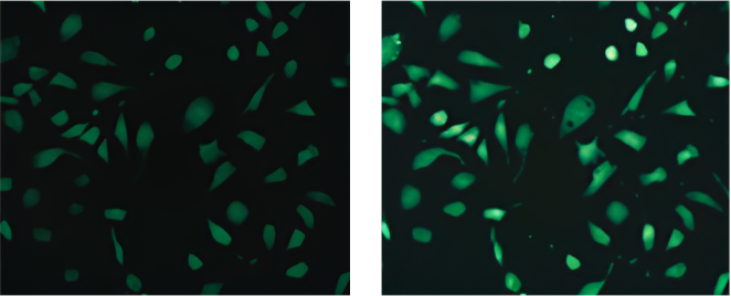 Left: Before incubation. Right: After stimulation