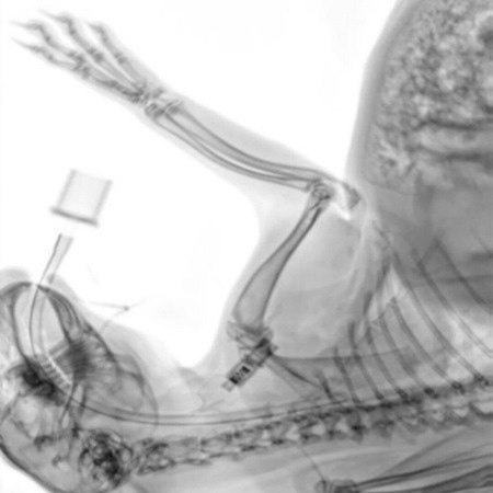 Intraoperative control image of a rabbit. The position of the intubation can be determined with great precision.