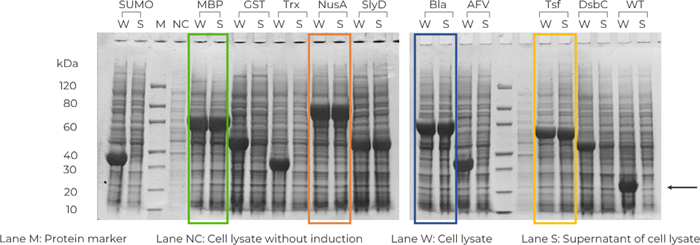 Fast and reliable E. coli protein services by BacPower™