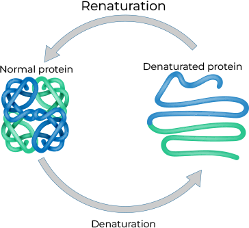 Fast and reliable E. coli protein services by BacPower™
