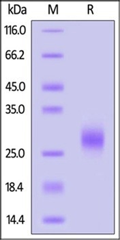 Human IL-7 proteins
