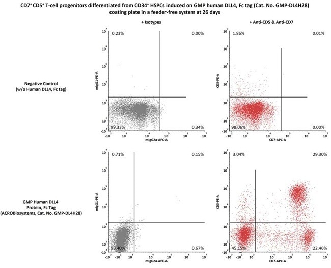 GMP-grade human DLL4 protein