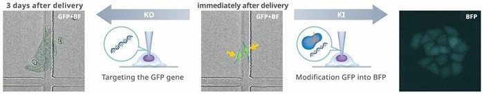 Single Cellome™ Unit SU10: Single-cell targeting with direct delivery