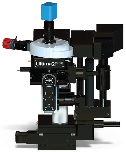 How the Ultima 2Pplus is redefining deep tissue imaging in neuroscience