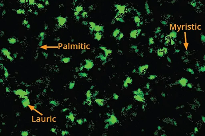 The Aura PTx System is the first to use thioflavin T (ThT) and BODIPY FL C16 staining to detect and quantify protein aggregates and polysorbate breakdown.