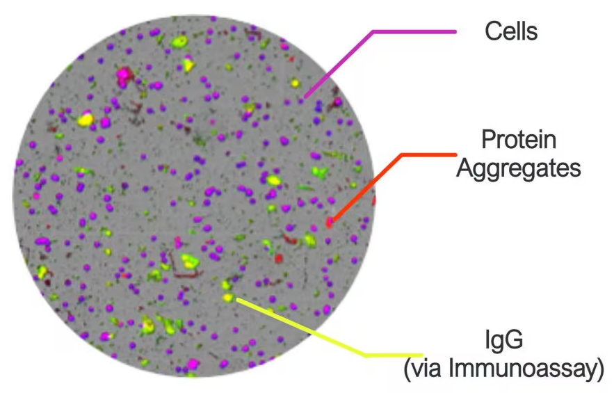 Cells, protein aggregate, and igG (via immunoassay).