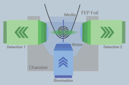 Papilio5D uses horizontal dual-view detection and a choice of Bessel or Gaussian illumination. This setup optimizes depth penetration and provides a large and evenly illuminated field of view with four different optical magnifications