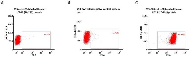 5e5 of anti-CD19 CAR-293 cells were stained with 100 μL of 1:50 dilution (2 μL stock solution in 100 μL FACS buffer) of PE-Labeled Human CD19 (20-291), His Tag (Cat. No. CD9-HP2H5) and negative control protein respectively (Fig. C and B), and non-transfected 293 cells were used as a control (Fig. A). PE signal was used to evaluate the binding activity (QC tested).