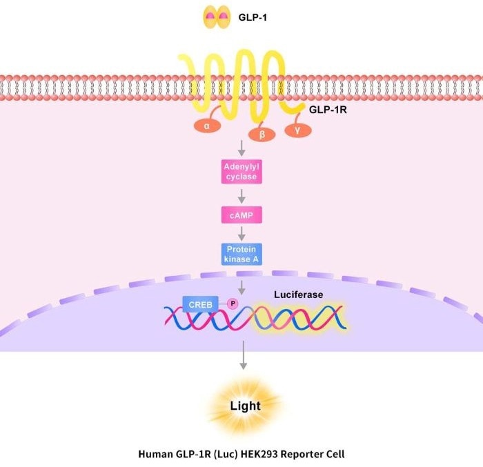 ACROBiosystem's Human GLP-1R (Luc) HEK293 Reporter Cell