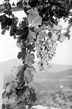 Components in grapes, including some newly identified ones, work together to dramatically inhibit an enzyme crucial to the proliferation of cancer cells, say scientists at the University of Illinois at Urbana-Champaign.