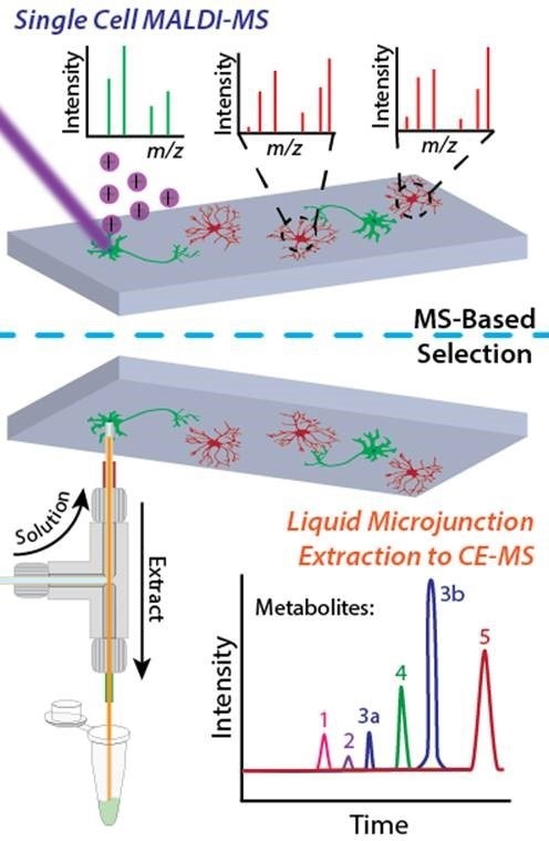 single cell metabolomics workflow