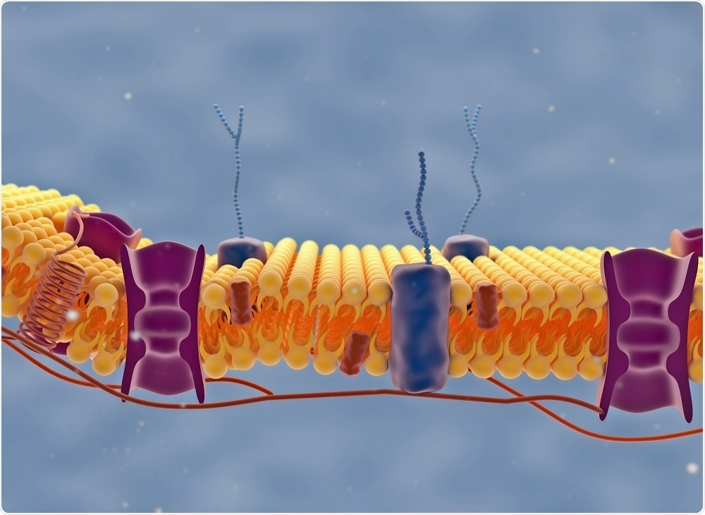 The new super-resolution microscopy technique can be used to image cell membranes on a nanometer scale.
