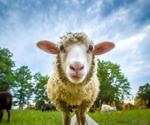 Sheep at low-risk for infection with SARS-CoV-2