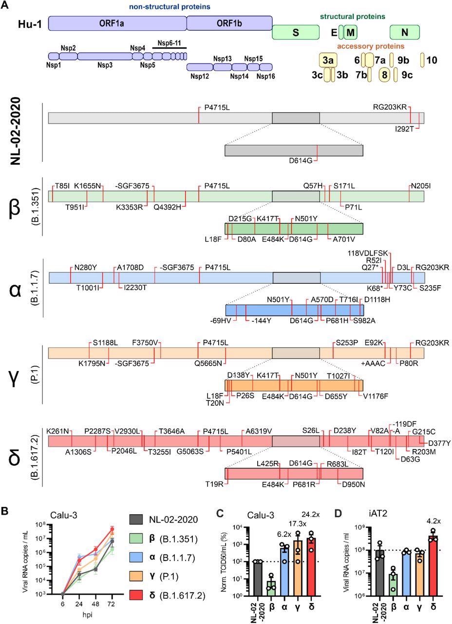 Amino acid differences and replication kinetics of early SARS-CoV-2 and VOCs. A, Schematic depiction of the SARS-CoV-2 genomic arrangement and proteins (top). Outline of the specific amino acid exchanges compared to the reference Hu-1 sequence in an early European Feb 2020 SARS-CoV-2 isolate (NL-02-2020), and four variants of concern in the order of appearance: Beta (B.1.351), Alpha (B.1.1.7), Gamma (P.1) and Delta (B.1.617.2) as assessed by next-generation sequencing assembly of the full genome. B, Viral RNA in the supernatant of Calu-3 cells infected with indicated SARS-CoV-2 variants was quantified by qRT-PCR at indicated timepoints post infection (MOI 0.05). Day 0 wash CTRL values were subtracted from data shown in the panel.