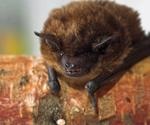 Bat coronavirus ecology, evolution, and spillover