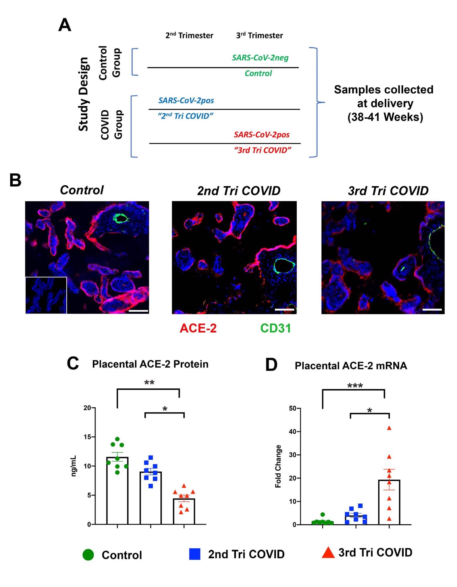 Villous placental ACE-2 expression in acute vs remote SARS-CoV-2 infections in pregnancy. A. Study Design. Control group: pregnancies who had no report of SARS-CoV-2 infection or COVID-19 symptoms during their pregnancy and were SARS-CoV-2 negative via universal screening at time of admission to labor and delivery. COVID group: women with documented COVID-19 symptoms and a SARS-CoV-2 positive test during their 2nd trimester (2nd Tri COVID) or 3rd trimester (3rd Tri COVID) of pregnancy. Schematic shows timing of maternal SARS-CoV-2 infection relative to sample collection at delivery. B. Representative images from immunohistochemical survey of ACE-2 in villous placental tissues from each patient group (n=8 per group). Red: ACE-2, Green: CD31, Blue: DAPI nuclear stain. Inset image: 2nd only antibody negative control. Scale bars: 25mm. VP: Villous placenta; BV: fetal blood vessel. C. ACE-2 expression in villous placental tissue homogenates as assayed by Human ACE-2 ELISA. D qRT-PCR analysis of ACE-2 mRNA expression in villous placental tissues. Error bars: +/- standard error of the mean. * p < 0.05, ** p < 0.01 *** p < 0.001