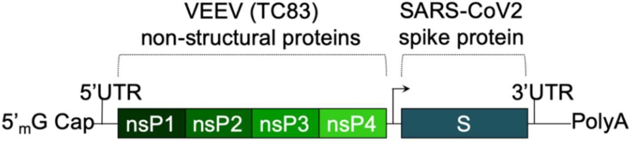 The saRNA(D614G)-2P-3Q-NLC (SASA S) vaccine. The SASA S vaccine comprises an saRNA replicon backbone consisting of the non-structural protein (nsPs) 1-4 derived from the Venezuelan equine encephalitis virus (VEEV) vaccine strain TC-83 and an independent open reading frame under the control of a subgenomic promoter sequence that contains Wuhan sequence S with a diproline (pp) mutation and a QQAQ furin cleavage site sequence.