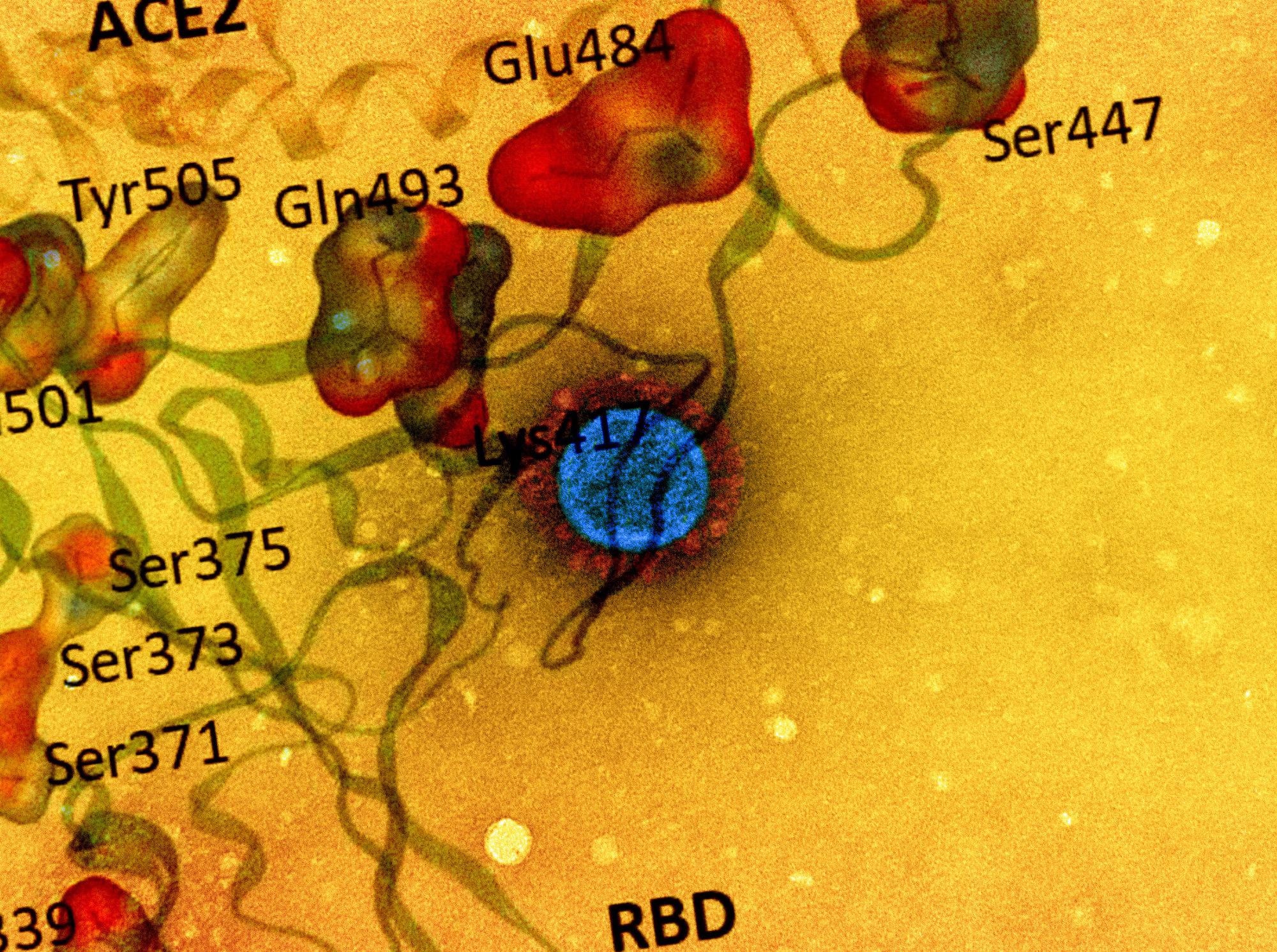 Study: Omicron: A heavily mutated SARS-CoV-2 variant exhibits stronger binding to ACE2 and potently escape approved COVID-19 therapeutic antibodies. Image Credit: NIAID